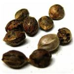 Семена марихуаны АК-47  (Seeds AK-47) в Надыме